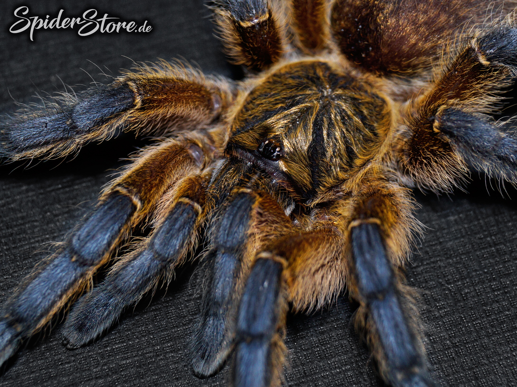 Harpactira pulchripes